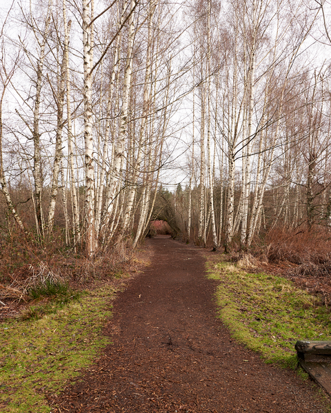 Although Mercer Slough is fully surrounded by urbanization, it provides a nice break from city life