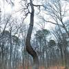 Twisted oak in winter