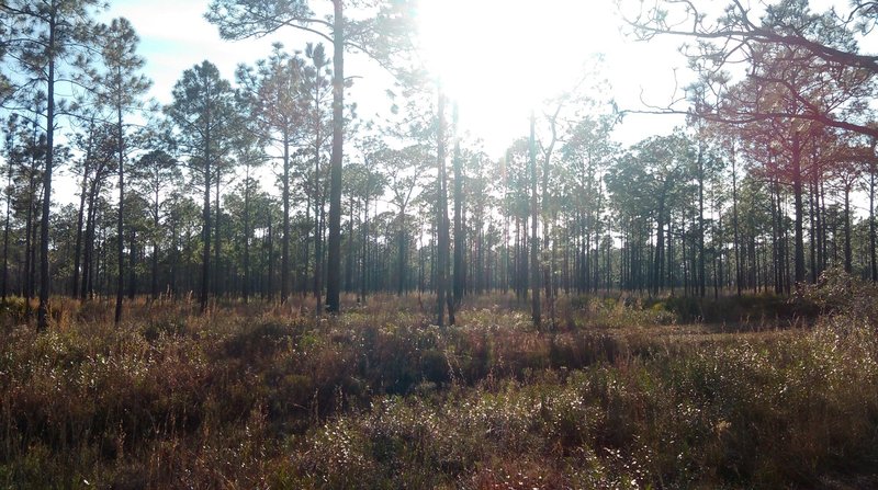 View of pine flatwoods