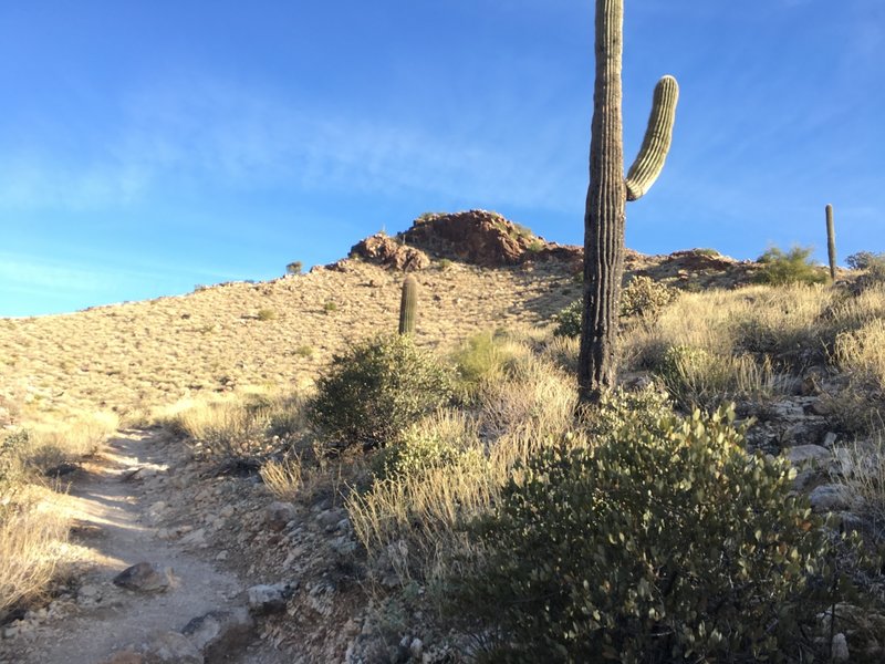 A mild incline out of Mesquite Canyon