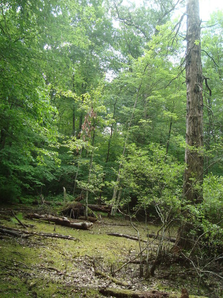 Swamp Trail in dry season