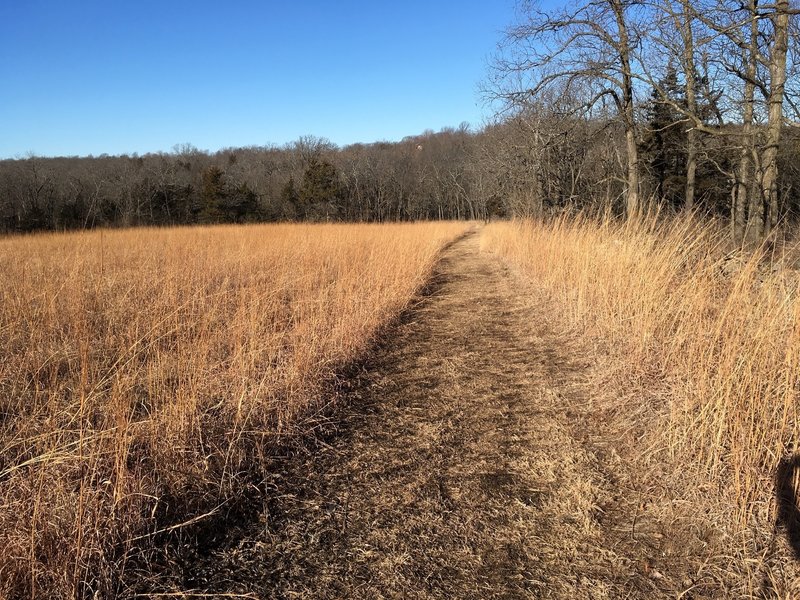 A section of trail through tallgrass prairie along the tree line.