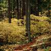 Fall colors on the Mount Defiance Trail