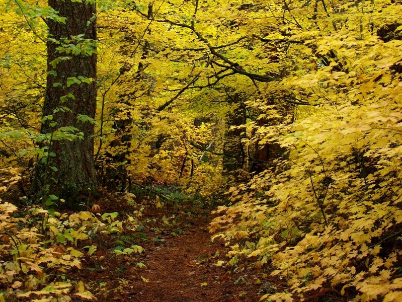 Fall colors along the trail