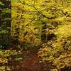 Fall colors along the trail