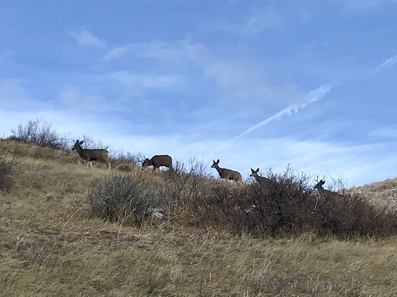 Lots of deer on the trail!