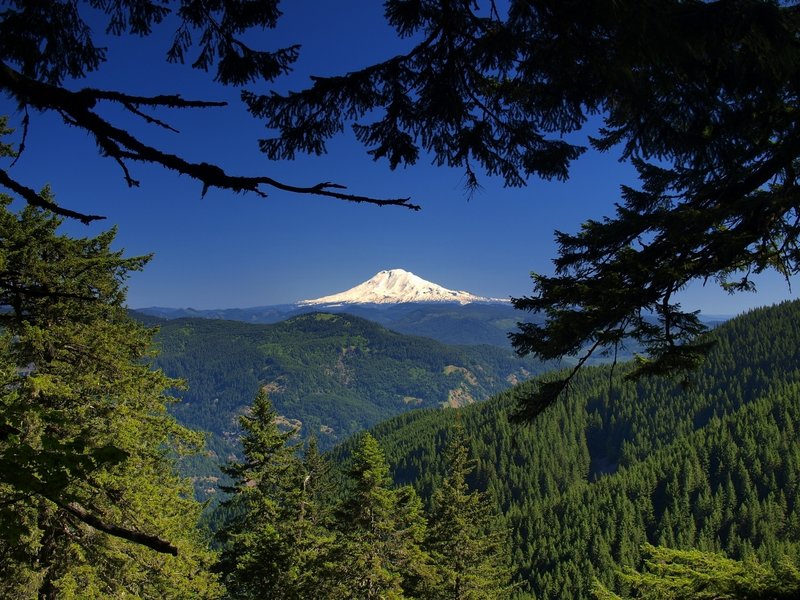 Mount Adams from the Starvation Ridge Trail