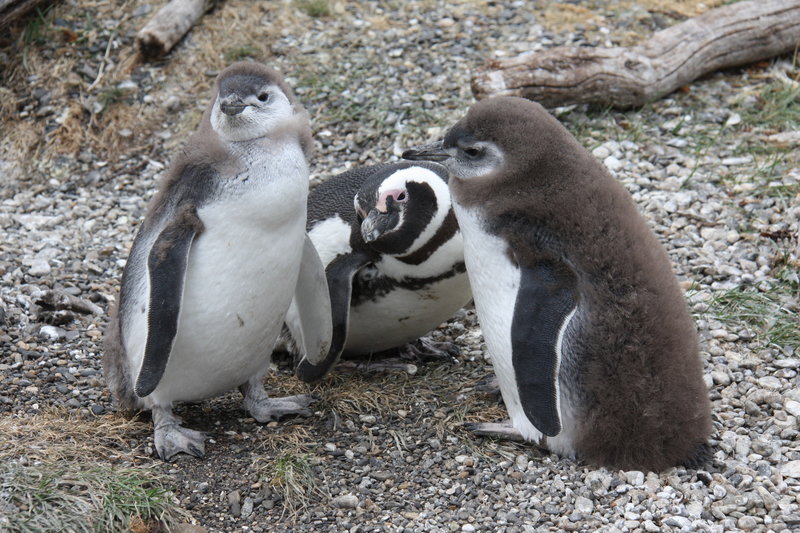 Magellanic Penguin with two baby Penguins