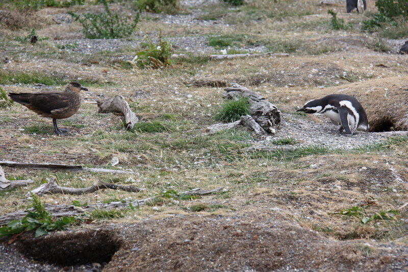 Magellanic Penguin protecting it's nest from a Great Skua.