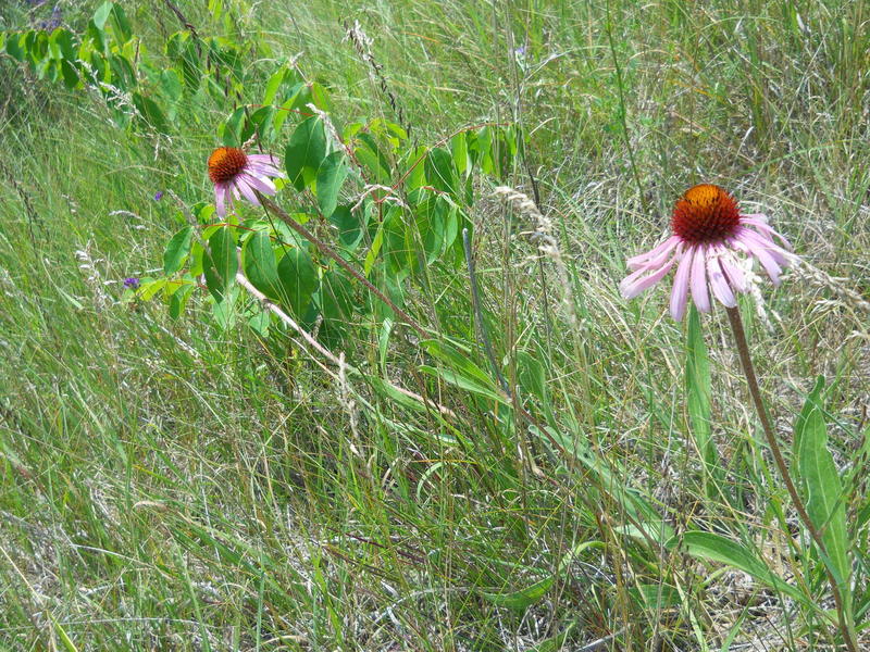 Purple coneflowers