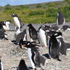 Gentoo Penguins