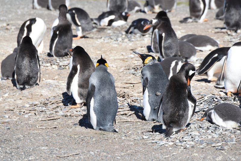 The only pair of King Penguins on the island