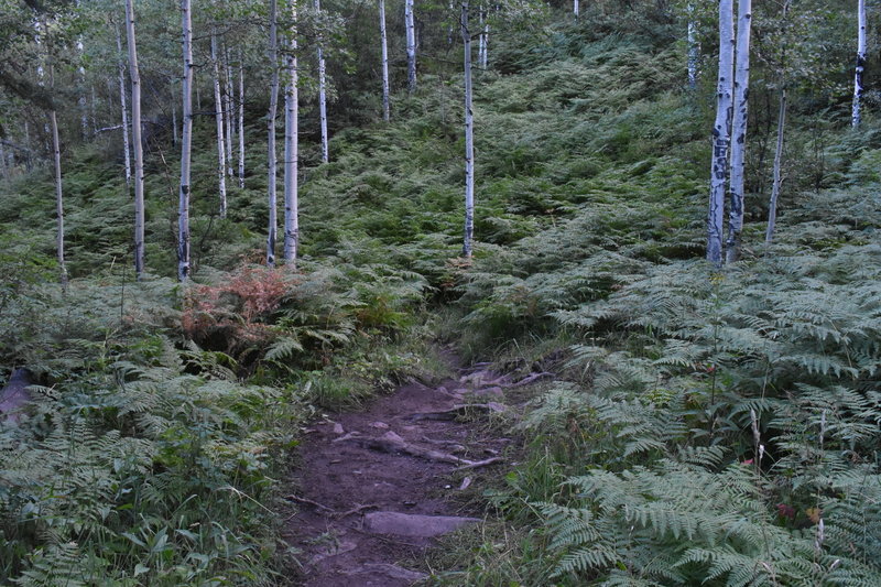 A thick undergrowth.