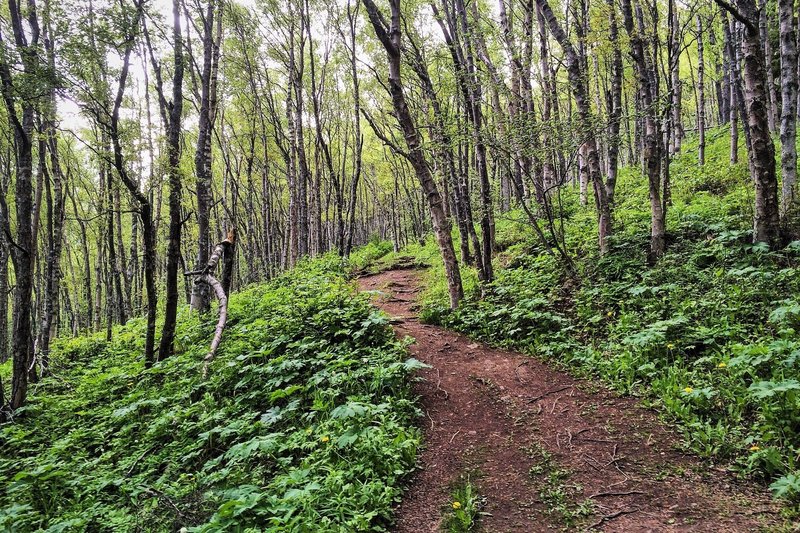 Following the contours on the Turnagain Arm Trail.