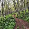 Following the contours on the Turnagain Arm Trail.