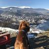 The view of Vitosha in the distace with Pancharevo below and Oliver in the foreground