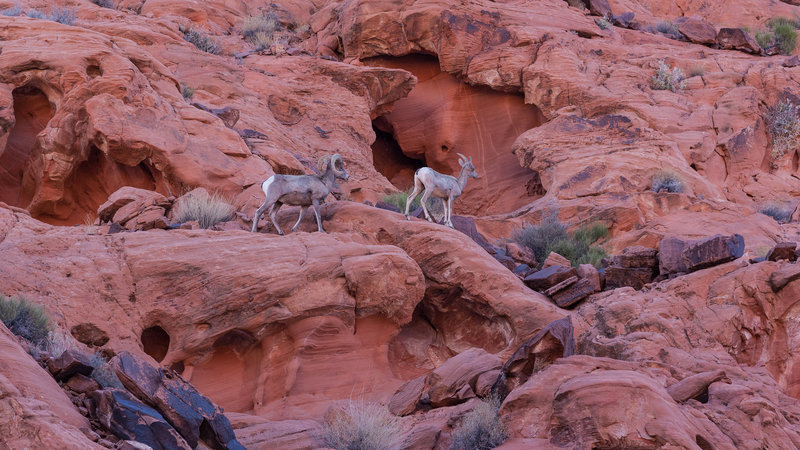 Bighorn sheep on the rocks