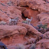 Bighorn sheep on the rocks