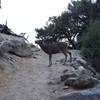 Sometimes animals use the trail to get around. Here, a 10 point buck hits the trail after coming out of the brush.