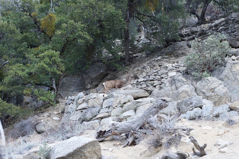 Humans aren't the only ones who use the trail. A buck uses the trail to get uphill. In the mornings, animals may use the trail vs going through the brush as an easy way to get to where they'll bed down to rest.