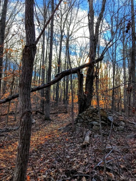 Overgrown relic on the trail