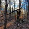 Overgrown relic on the trail