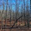 Stark winter forest at Camp 3