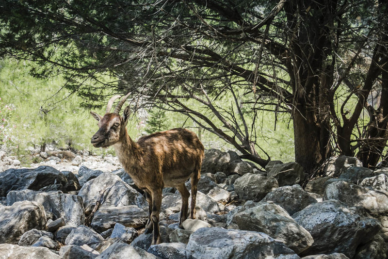 Look for the rare Kri-Kri goat in the Samaria Gorge