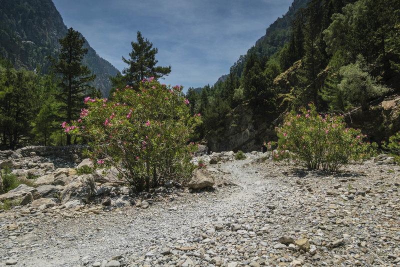 The best time to visit the Samaria Gorge is just after it opens in May when the flowers are plentiful and in bloom, the temperature is still moderate, and the tourists are few