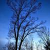 White Oak at Dusk