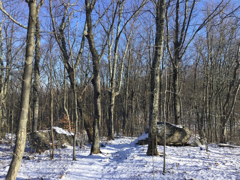 A snowy trail in the woods.