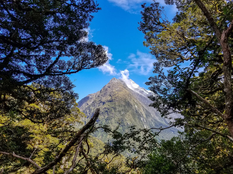 Mount Christina through the trees on the Routeburn Track