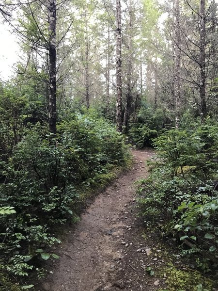 Singletrack trail in the Bobsled section between logging roads 1900 and 1800