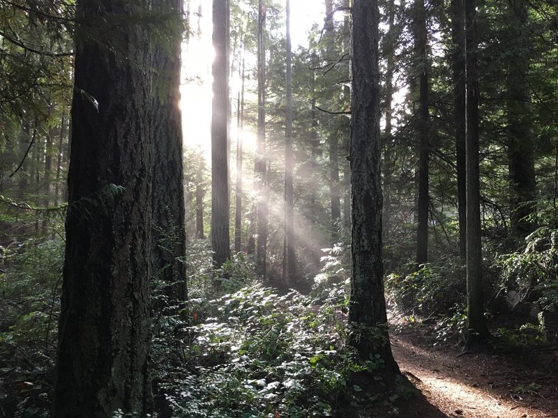 Typical views from the Grand Forest East trails on Bainbridge Island