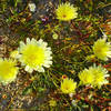 Desert dandelion (Malacothrix glabrata) in Joshua Tree