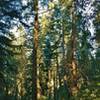 The thick sunlit forest along Flow Trail