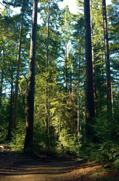 The redwood forest along Tractor Trail