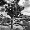 A Joshua tree in all it's splendor.