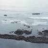 Elephant seals and birds rest on the rocks on the beach below the trail.