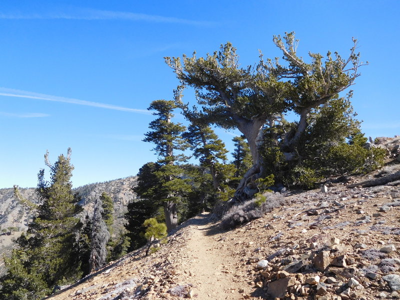 Ancient limber pine along Pacific Crest Trail