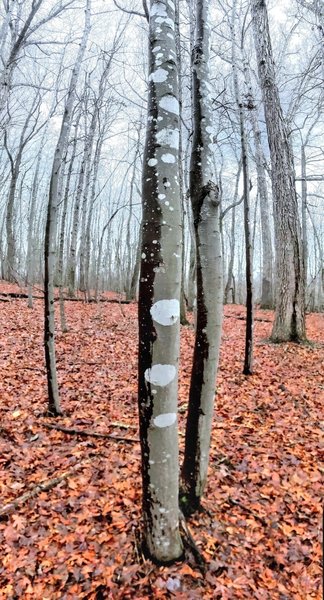 Bare maple trees on a wet, foggy day.