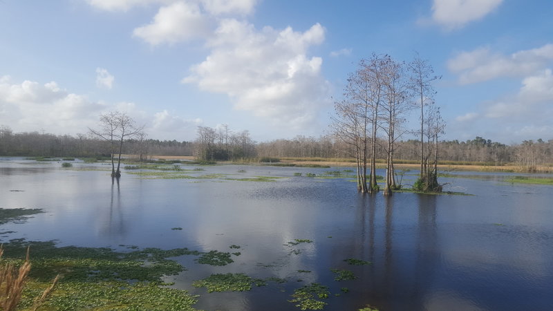 Wetland area adjacent to the Owahee Trail.