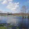 Wetland area adjacent to the Owahee Trail.