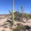 An abundance of Saguaro Cactus to be seen along the way.