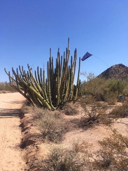 Humanitarian Aid Water Station amoung the cactus.