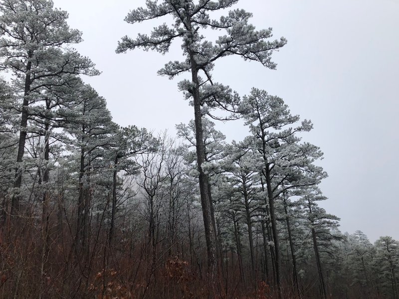 Trees frosted over near Hurricane Knob