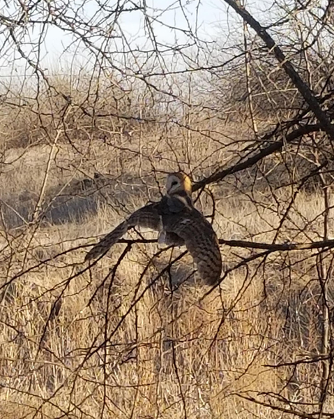 Barn owl sighting on Wolverine Loop