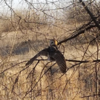 Barn owl sighting on Wolverine Loop