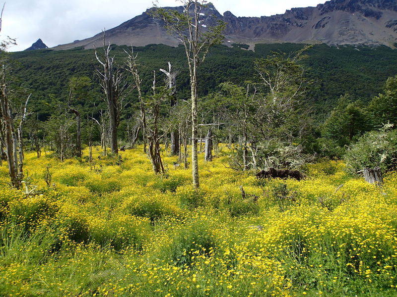 The first half mile is lined with wildflowers.