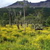 The first half mile is lined with wildflowers.